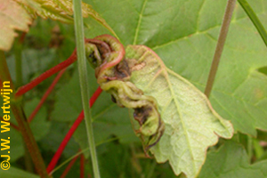 Esdoornbladplooigalmug (Dasineura irregularis)